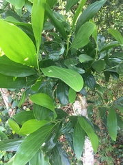 Magnoliopsida