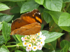 Doleschallia bisaltide australis