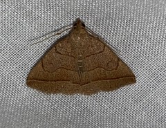 Zanclognatha obscuripennis