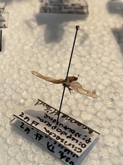 Enaemia atrolinea