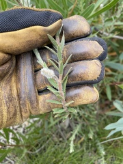 Pimelea octophylla