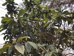 Eriobotrya japonica