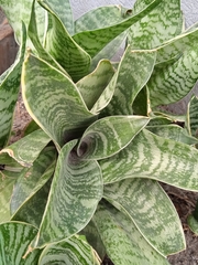 Sansevieria
