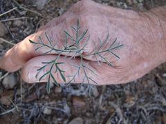 Pelargonium luteolum