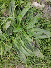 Plantago lanceolata