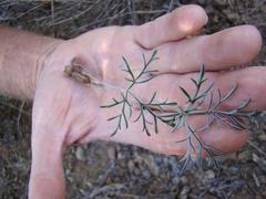 Pelargonium luteolum