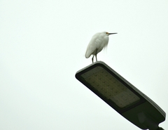 Egretta thula