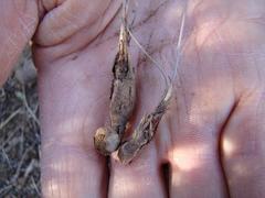Pelargonium luteolum