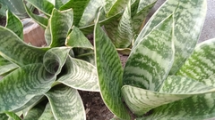 Sansevieria