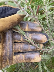 Pimelea octophylla