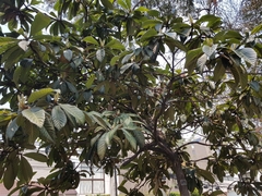 Eriobotrya japonica