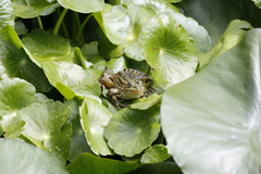 Lithobates chiricahuensis