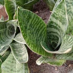 Sansevieria