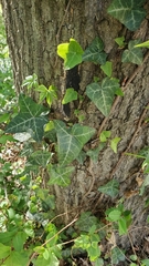 Hedera helix