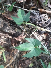 Magnoliopsida