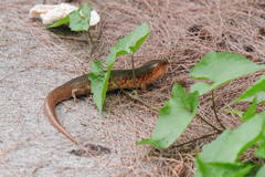 Plestiodon chinensis