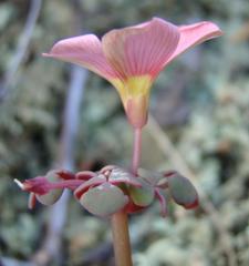 Oxalis convexula