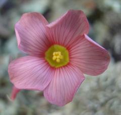 Oxalis convexula