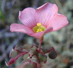 Oxalis convexula
