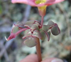 Oxalis convexula