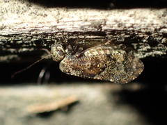 Nimbopsocus australis