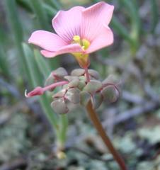 Oxalis convexula