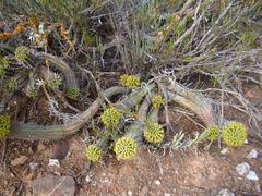 Euphorbia nesemannii