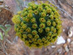 Euphorbia nesemannii