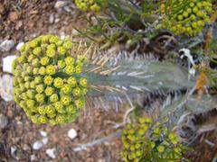Euphorbia nesemannii
