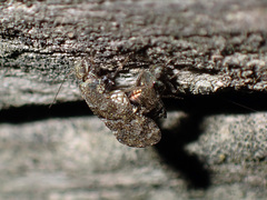 Nimbopsocus australis