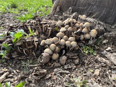 Coprinellus micaceus