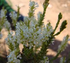 Dischisma ciliatum ciliatum