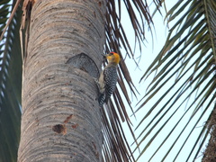 Melanerpes chrysogenys