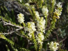 Dischisma ciliatum ciliatum