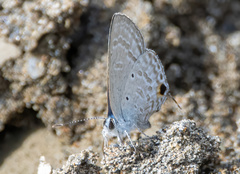 Catochrysops