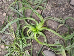 Tracheophyta