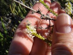 Dischisma ciliatum ciliatum