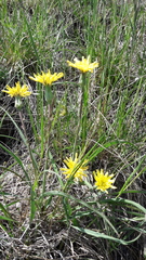 Takhtajaniantha austriaca