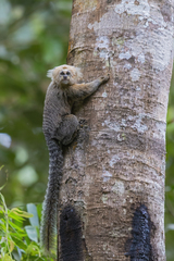 Callithrix flaviceps