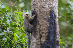 Callithrix flaviceps