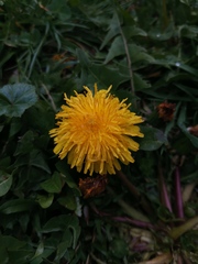 Taraxacum