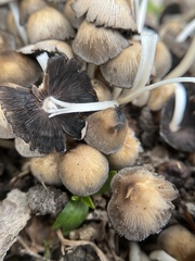 Coprinellus micaceus