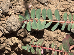 Euphorbia anthonyi