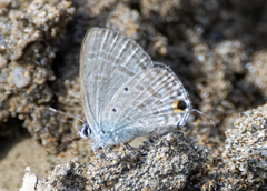 Catochrysops