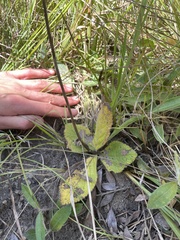 Gymneia
