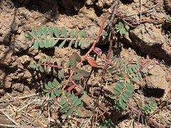 Euphorbia anthonyi