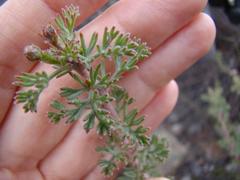 Serruria gremialis