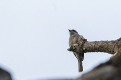 Contopus cinereus