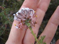 Serruria gremialis