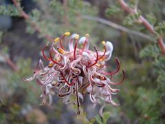 Serruria gremialis